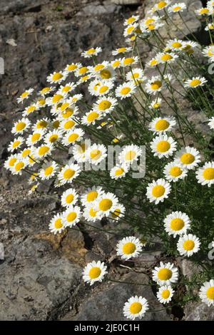 Marguerite dorée, Ox-eye camomille, Anthemis tinctoria 'Susanna Mitchell' blanc, fleurs, jardin, frontière, été Banque D'Images