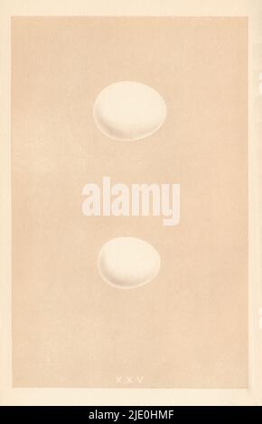 ŒUFS D'OISEAU BRITANNIQUE. Hibou blanc. Petit hibou. MORRIS 1866 vieux imprimé antique Banque D'Images