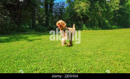 un adorable caniche joue avec une balle Banque D'Images