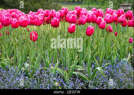 Fleurs de tulipe roses qui poussent dans un jardin anglais Banque D'Images