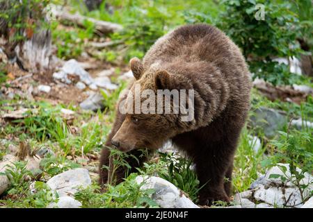 Ours brun européen dans la région frontière entre la slovénie et la croatie Banque D'Images