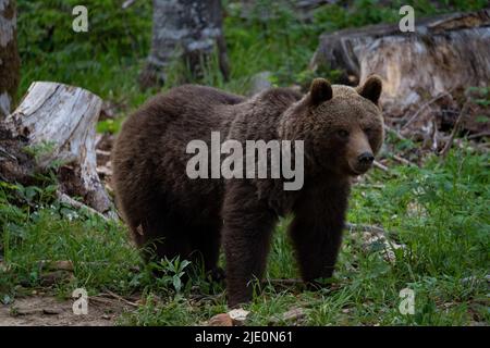 Ours brun européen dans la région frontière entre la slovénie et la croatie Banque D'Images