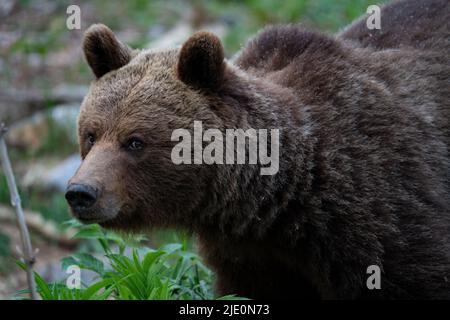 Ours brun européen dans la région frontière entre la slovénie et la croatie Banque D'Images