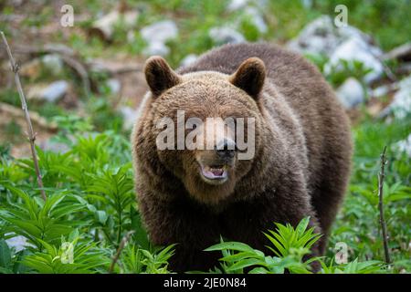 Ours brun européen dans la région frontière entre la slovénie et la croatie Banque D'Images
