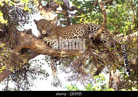 Léopard dans l'arbre afig, Maasai Mara, Kenya. Banque D'Images