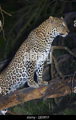 Le léopard insaisissable, Panthera pardus, pendant la nuit au parc national du lac Nakuru, au Kenya. Banque D'Images