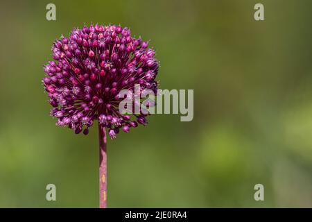 Fleur de l'asclépias purpurascens violet, sur un fond vert flou Banque D'Images