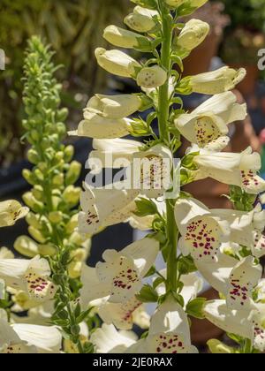 Foxglove 'dalmatien' qui grandit dans un jardin britannique. Banque D'Images