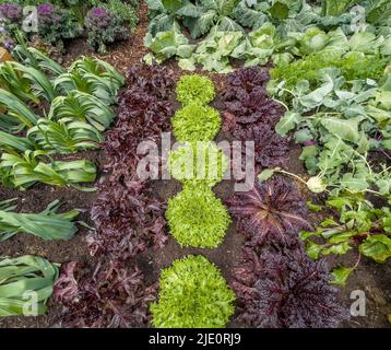 Vue en hauteur des rangées de laitue rouge et verte qui poussent dans une zone de légumes dans un jardin britannique. Banque D'Images