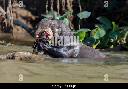 Loutre de rivière géant (Pteronura brasiliensis) se nourrissant de poissons dans la rivière Piquiri, Pantnal, Brésil. Banque D'Images