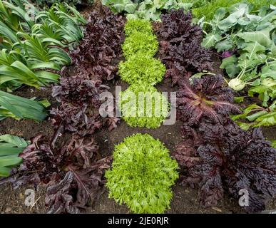 Vue en hauteur des rangées de laitue rouge et verte qui poussent dans une zone de légumes dans un jardin britannique. Banque D'Images