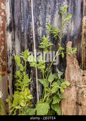 Gros plan sur les mauvaises herbes qui poussent dans un hangar en acier ondulé abandonné. Banque D'Images