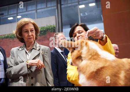 Madrid. Espagne. 20220624, l'ancienne Reine Sofia participe à l'ouverture du salon mondial du chien à l'IFEMA on 24 juin 2022 à Madrid, Espagne dans le cadre du pic, L'ancienne reine Sofia caresse et s'intéresse à Pembroke gallois Corgi la même race de chiens de la reine Elizabeth II du Royaume-Uni de Grande-Bretagne et d'Irlande du Nord Banque D'Images