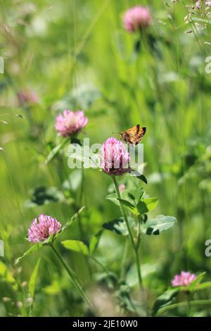Fleurs de trèfle rouge rose et papillon dans un pré au printemps Banque D'Images