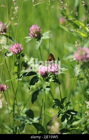 Papillon sur deux fleurs de trèfle rouges lors d'un matin ensoleillé de printemps Banque D'Images