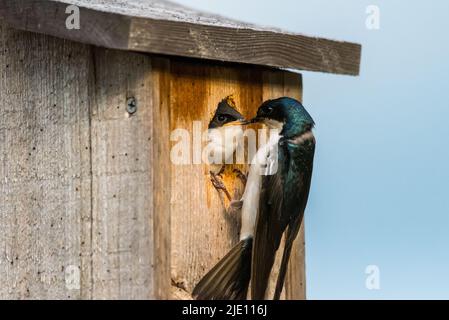 Bébé arbre Swallow dans la maison d'oiseaux, étant nourri par le parent. Banque D'Images