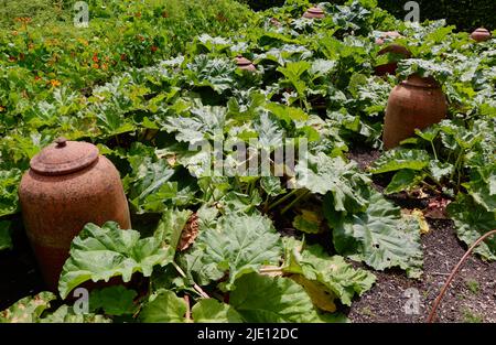 Rhéum rhabarbarum jardin rhubarb avec pots en terre cuite Banque D'Images