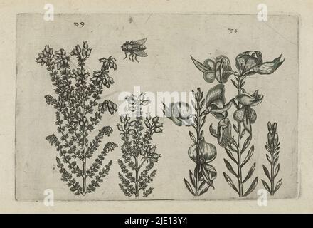 Huissier et buisson à balai, Cognoscite lilia (titre de série), huissier (Erica tetralix) et buisson à balai (Spartium junceum), numérotés de 29 à 30. Au milieu au-dessus d'une abeille., imprimerie: Crispijn van de passe (i), (attribué à), après dessin de: Crispijn van de passe (i), (attribué à), éditeur: Crispijn van de passe (i), imprimerie: Cologne, après dessin de: Cologne, éditeur: Cologne, éditeur: Londres, 1600 - 1604, papier, gravure, hauteur 127 mm × largeur 205 mm, hauteur 172 mm × largeur 272 mm Banque D'Images