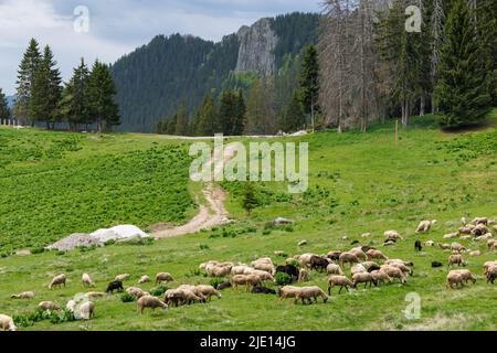 Troupeau de moutons moelleux affamés sur un pré de printemps vert à flanc de colline, sur fond de montagnes de Rhodope et de rochers avec forêt dense d'épinette à feuilles persistantes Banque D'Images