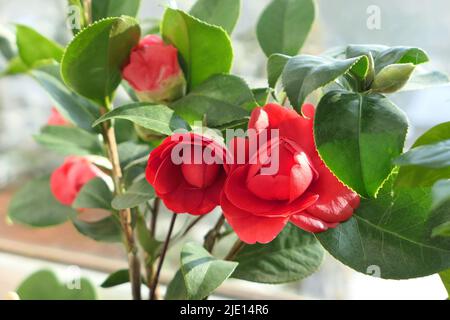 Camellia japonica fleurs Eugenia de Montijo. Camélia rouge dans un pot. Belles fleurs de camélia. Banque D'Images