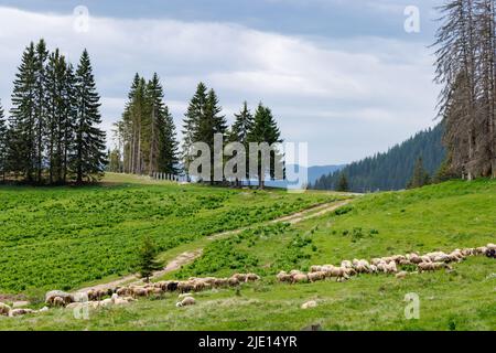 Troupeau de moutons moelleux affamés sur un pré de printemps vert à flanc de colline, sur fond de montagnes de Rhodope et de rochers avec forêt dense d'épinette à feuilles persistantes Banque D'Images