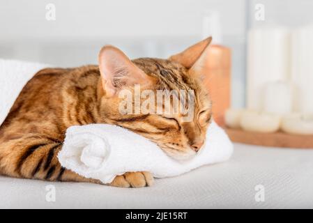 Chat Bengale avec massage corporel au spa. Un chaton domestique se reposant sur des lits de massage dans un spa de luxe et un centre de bien-être. Banque D'Images