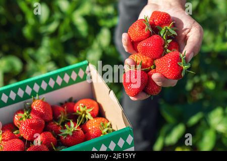 Gros plan vie Farmers tient main montrer mûr rouge frais sucré grande fraise savoureuse contre boîte champ de ferme. Offre de travail saisonnier pour la récolte Banque D'Images