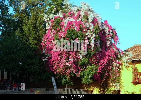 Fleurs dans la ville de Trinidad, Cuba Banque D'Images