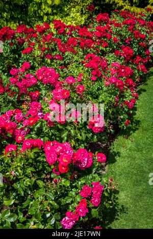 Rosa (tapis de fleur en velours rouge) = « Noare » Banque D'Images