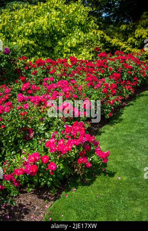 Rosa (tapis de fleur en velours rouge) = « Noare » Banque D'Images