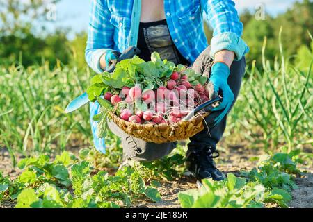 Gros plan du panier avec des radis fraîchement cueillis dans les mains du jardinier Banque D'Images