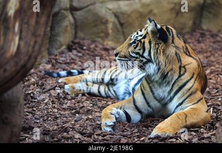 Profil latéral d'un magnifique tigre de Sumatran (Panthera tigris) sondaica sur fond naturel - le foyer est sur le visage Banque D'Images