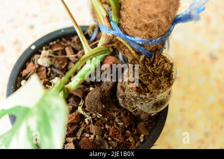 Racine de la pépinière de Monstera Borsigiana Albo Variegated avant de couper pour la plante Banque D'Images