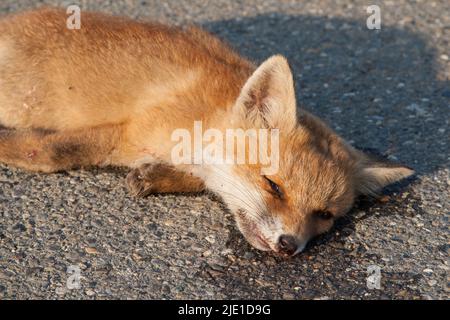 Une triste vue sur le côté de la route, un jeune renard se renard. Les routes en Europe sont un champ de bataille où 30 millions de mammifères meurent chaque année de la circulation. Banque D'Images