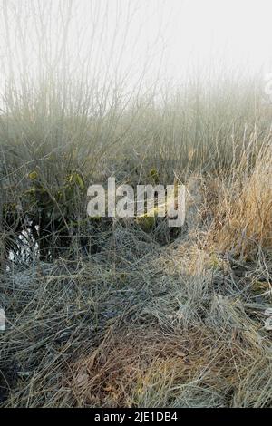 Herbe aride sèche sur un marécage dans une prairie vide au Danemark lors d'une journée brumeuse avec brouillard. Nature paysage et fond de terre non cultivée avec brun Banque D'Images