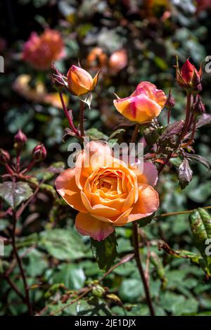 Rosa (Lady Emma Hamilton) + 'AusBrother' Banque D'Images