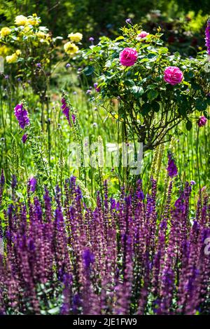 Jardin du début de l'été avec roses et Salvia nemorosa 'Amethyst', Sage Amethyst Banque D'Images