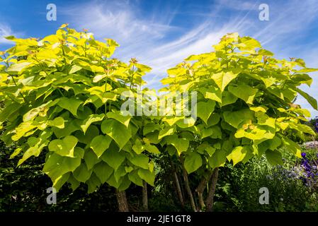 Catalpa bignonioides 'Aurea' - haricot indien doré Banque D'Images