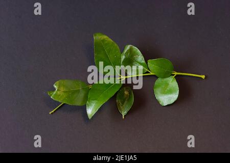 Image en gros plan des feuilles de curry sur fond noir Banque D'Images