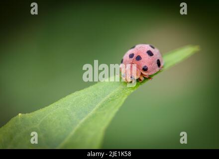 Macro gros plan photo d'un coccinelle ( coccinelle ) Banque D'Images