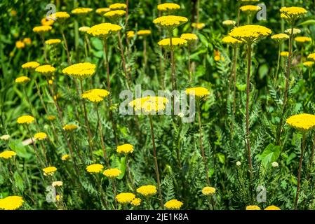 Achillea filipendulina 'variété Parker', flèche de fougères Banque D'Images