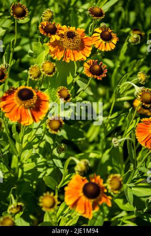 Helenium 'Waltraut', éternuement Banque D'Images