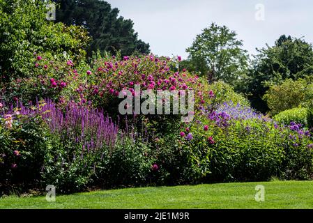 La frontière du début de l'été avec Salvia nemorosa 'Amethyst', Sage Amethyst et Rosa Tam o'shanter ' Auscersie' Banque D'Images