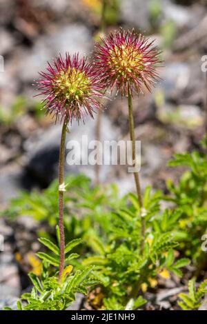 Pirri-pirri-bur (acaena novae-zelandiae), une plante herbacée envahissante originaire de Nouvelle-Zélande et d'Australie au Royaume-Uni Banque D'Images