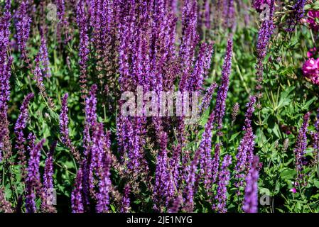 Salvia nemorosa 'Amethyst', Sage Amethyst Banque D'Images