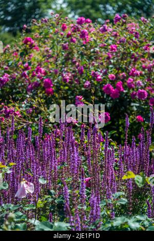 La frontière du début de l'été avec Salvia nemorosa 'Amethyst', Sage Amethyst et Rosa Tam o'shanter ' Auscersie' Banque D'Images