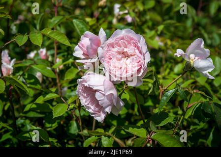 Rose Wisley, rose anglaise ancienne, Rosa Wisley 2008 « Ausbreeze » Banque D'Images