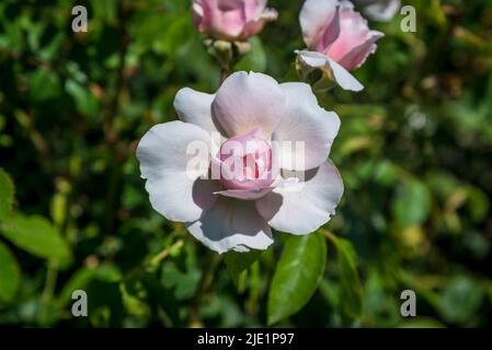 Rose Wisley, rose anglaise ancienne, Rosa Wisley 2008 « Ausbreeze » Banque D'Images