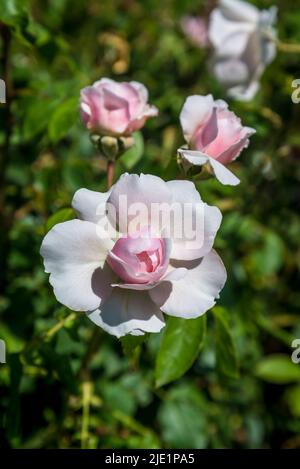 Rose Wisley, rose anglaise ancienne, Rosa Wisley 2008 « Ausbreeze » Banque D'Images