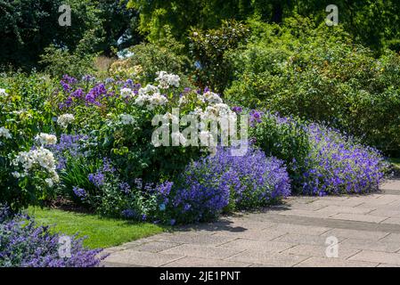Bordure d'été avec Rosa Keros 'Harpacific' et une variété de fleurs bleues dont Geranium Rozanne (à distance) Banque D'Images